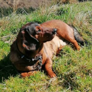 Jessi von der Schlossherrnalm - Klub Dachsbracke