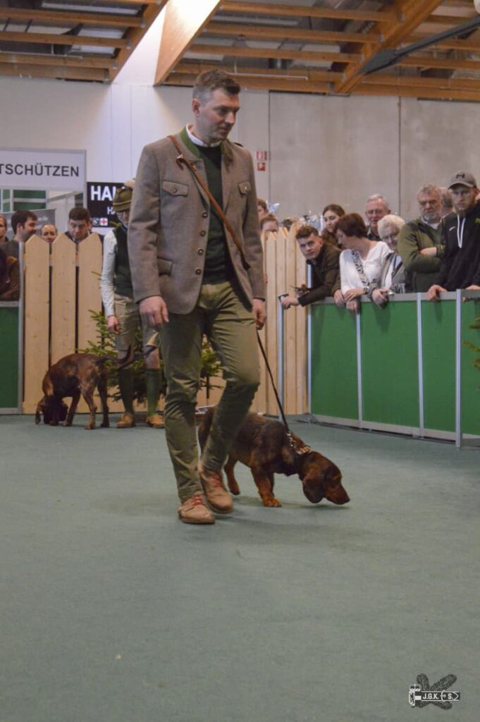 Ing. Georg Krautgartner, mit Leika von der Sockerwand - Hohe Jagd 2023 - Klub Dachsbracke