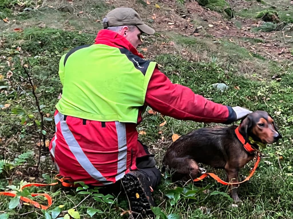 Gebrauchsprüfung Wien/Niederösterreich/Burgenland- Klub Dachsbracke 2025