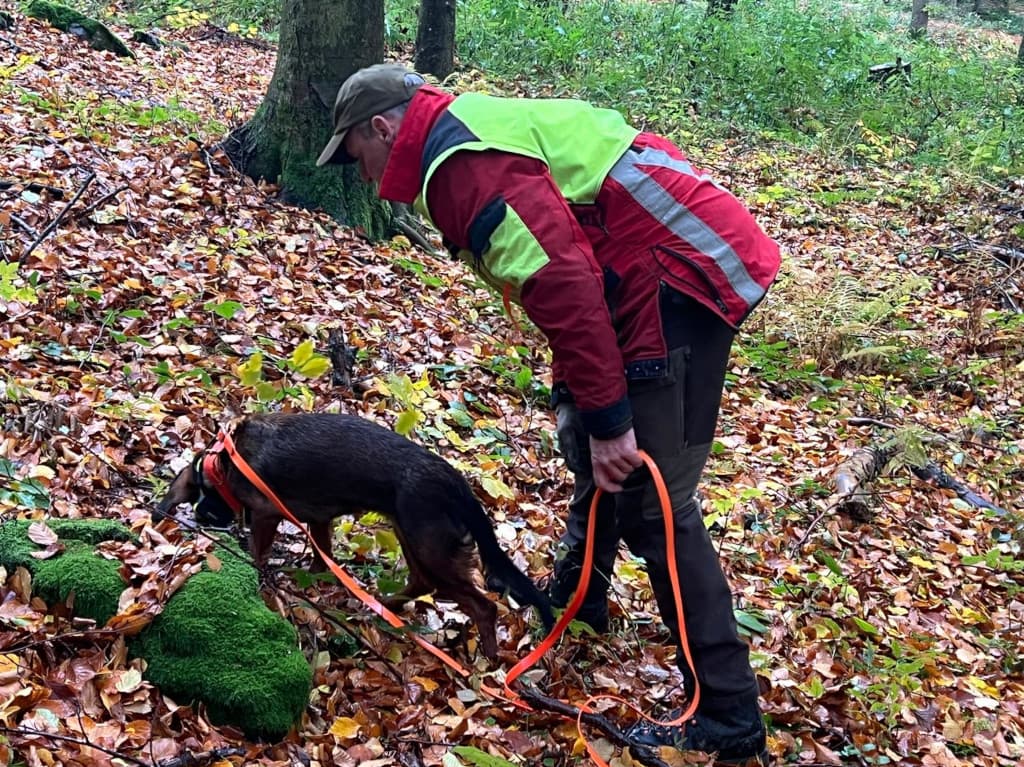 Gebrauchsprüfung Wien/Niederösterreich/Burgenland- Klub Dachsbracke 2025