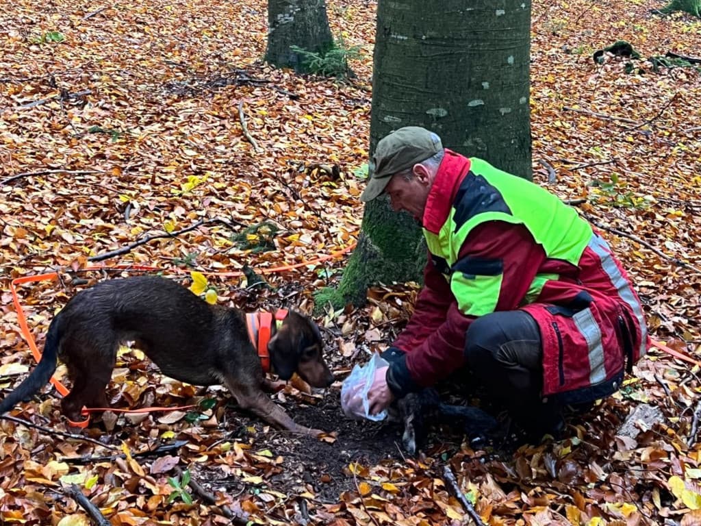 Gebrauchsprüfung Wien/Niederösterreich/Burgenland- Klub Dachsbracke 2025