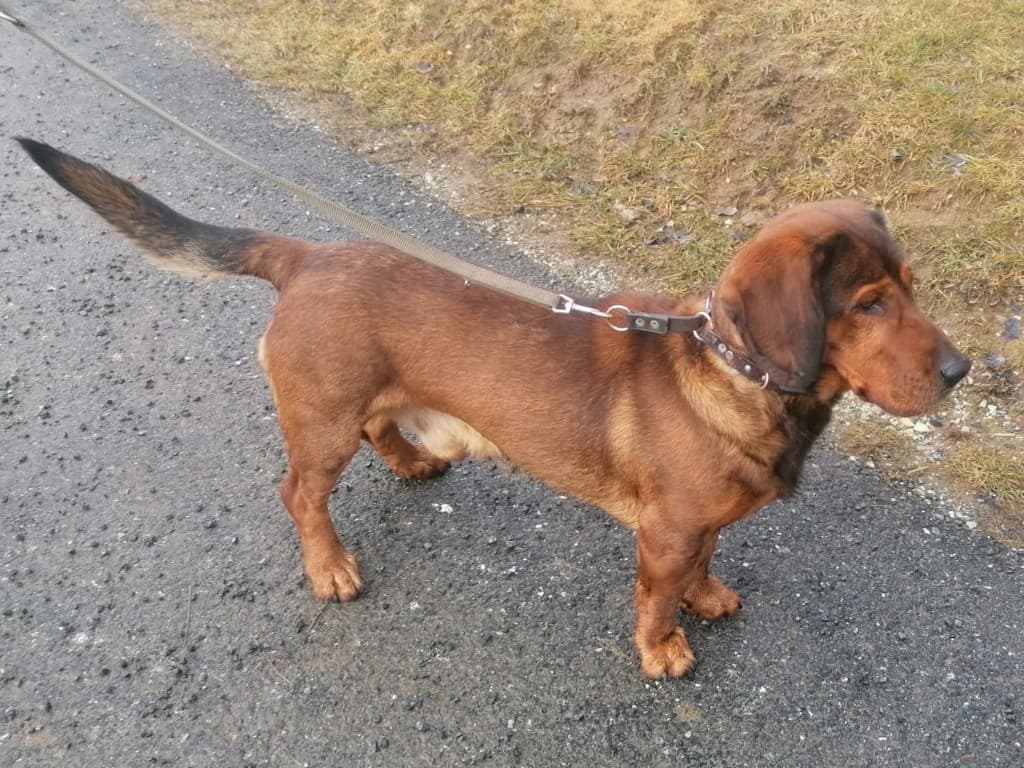 Dasso vom Gössbach - Klub Dachsbracke 2026