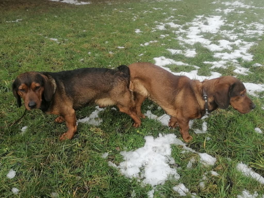 Deckakt Lona & Dasso - Klub Dachsbracke 2026