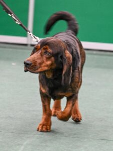 Milan von der Stockerwand - Klub Dachsbracke 2026