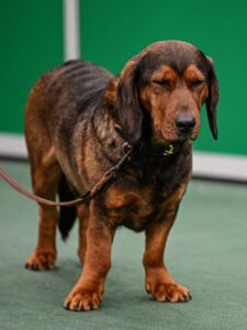 Lona von der Stockerwand - Klub Dachsbracke 2026