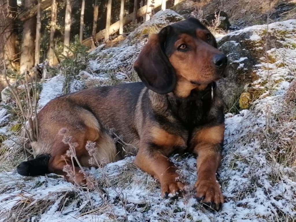 Lona von der Stockerwand - Klub Dachsbracke 2026