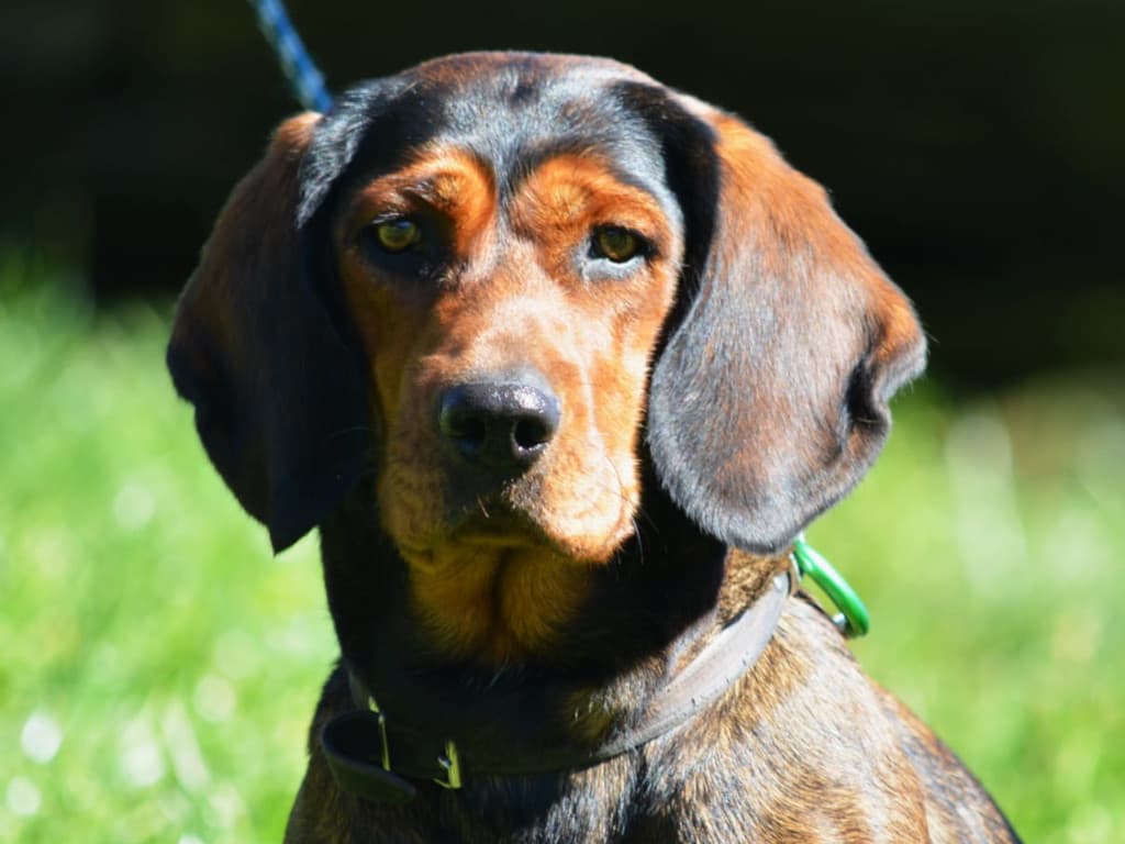 Nessi vom Fuchsbichl - Klub Dachsbracke 2026