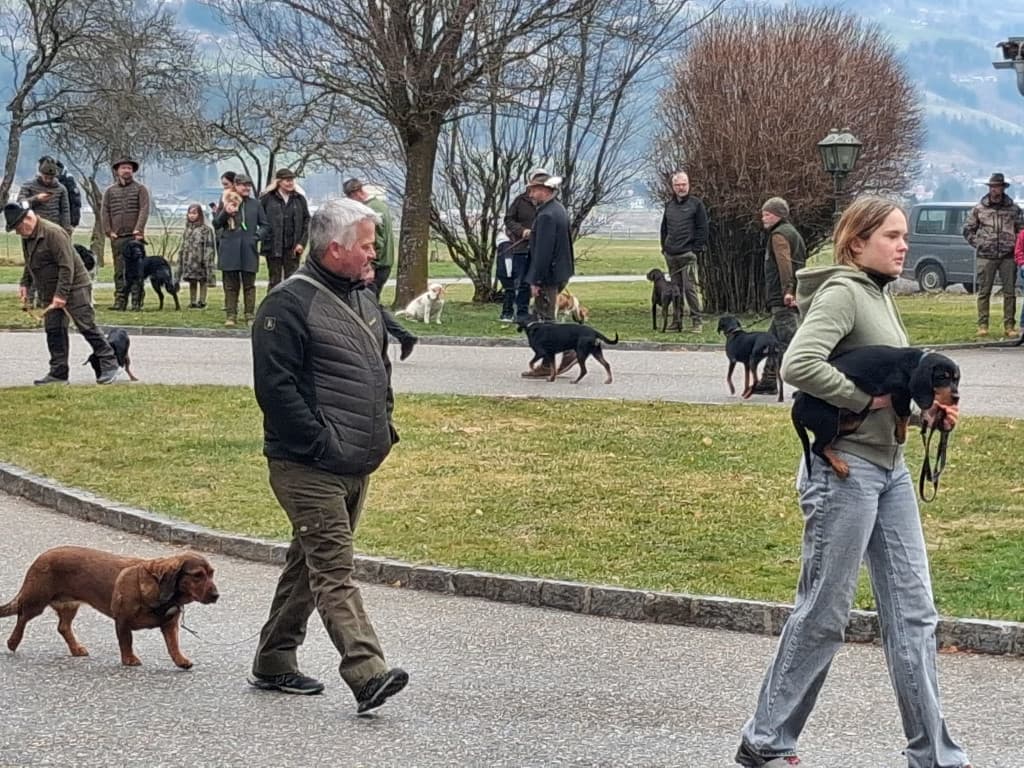 Jagdhundevorstellung Kärnten im Schloss Drauhofen - Klub Dachsbracke 2026