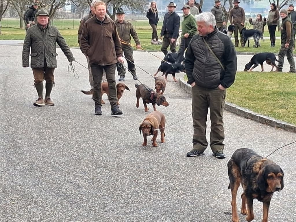 Jagdhundevorstellung Kärnten im Schloss Drauhofen - Klub Dachsbracke 2026