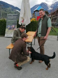 Formwertrichten im Zuge des Landestreffens Salzburg - Klub Dachsbracke 2026