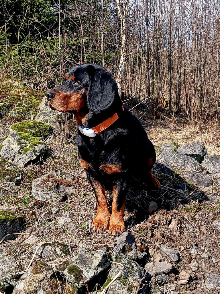 Britt von der Zirkelkappel - Klub Dachsbracke 2026