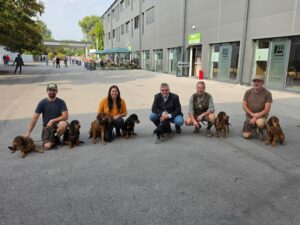 Hundeaustellung Tulln - Klub Dachsbracke 2026