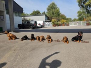 Hundeaustellung Tulln - Klub Dachsbracke 2026