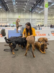 Hundeaustellung Tulln - Klub Dachsbracke 2026